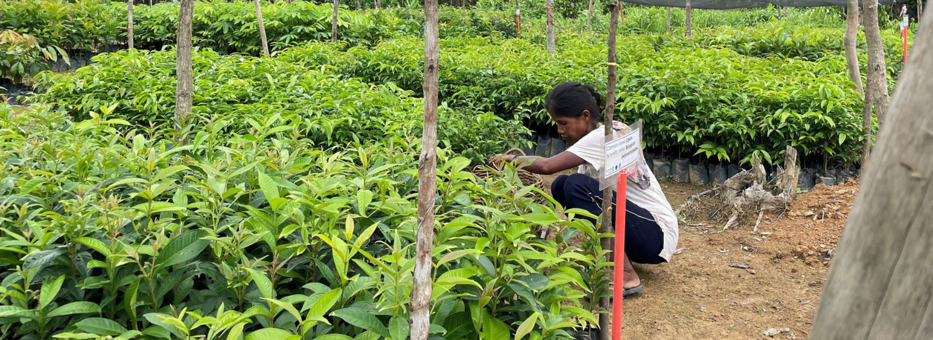 A woman tends to saplings in a Puerto Princesa tree restoration project in the Philippines. 