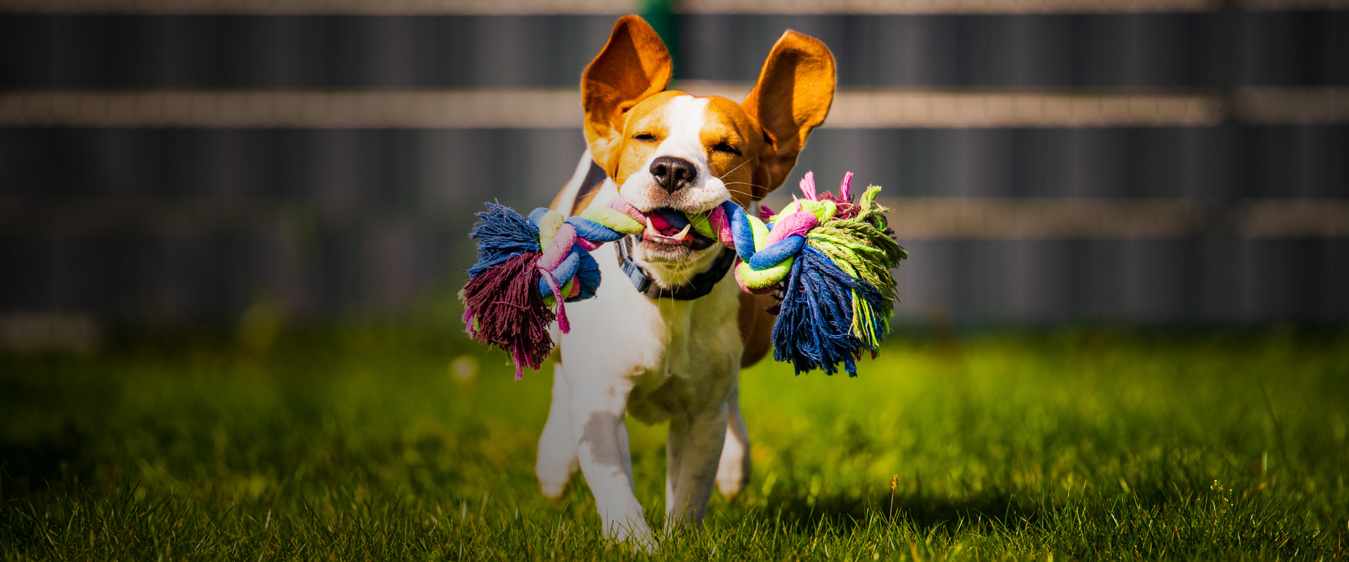 A dog with a colorful toy in his mouth runs across a green field. 